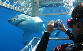 great-white-shark-cage-diving7