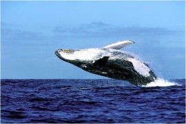 whale image